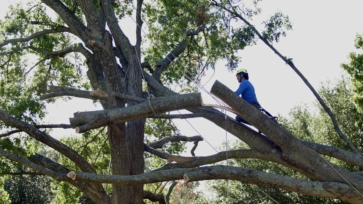 Professional Crown Thinning performed by certified arborists in Dunbridge