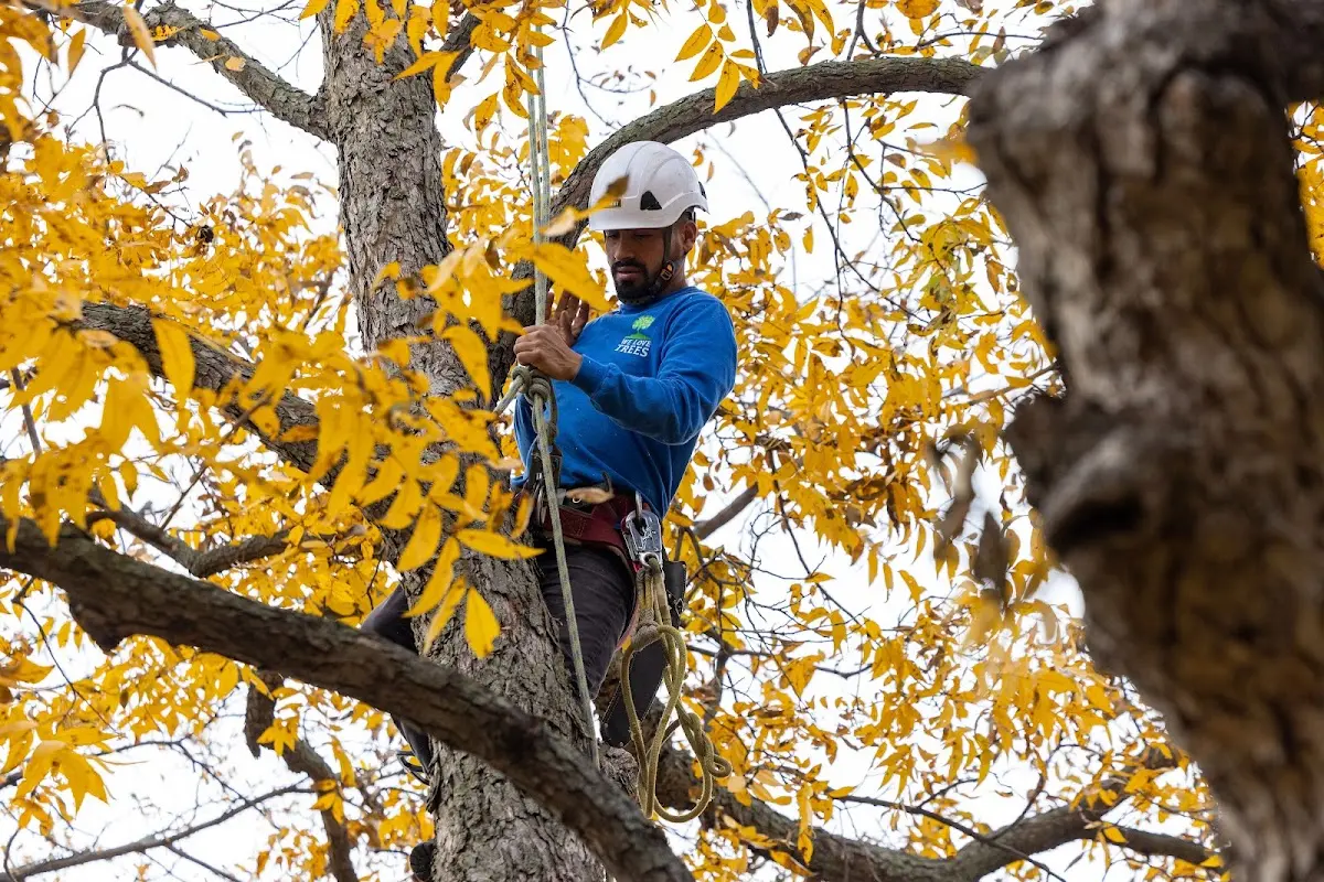 Skilled Storm Damage Cleanup crew working in Dunbridge